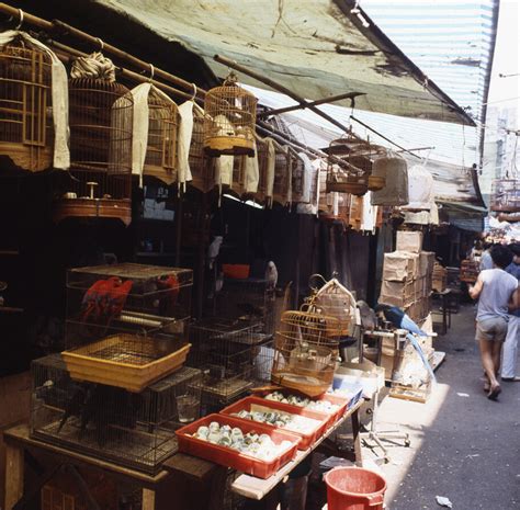 養雀仔|香港文化博物館